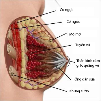 Hình ảnh cấu tạo bộ ngực phụ nữ